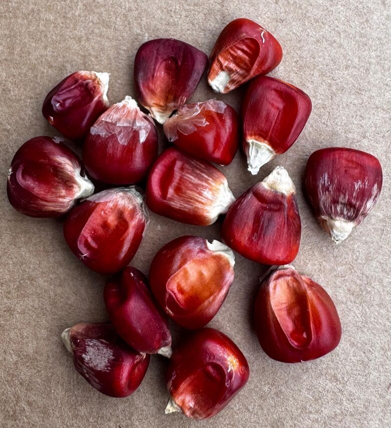 Kukurūza "Strubbes Orange" 5 sēklas